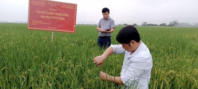 Kiểm tra tình hình phát triển của giống lúa ST25 trên cánh đồng sản xuất lúa kết hợp nuôi rươi theo hướng hữu cơ tại phường Trung Lương
